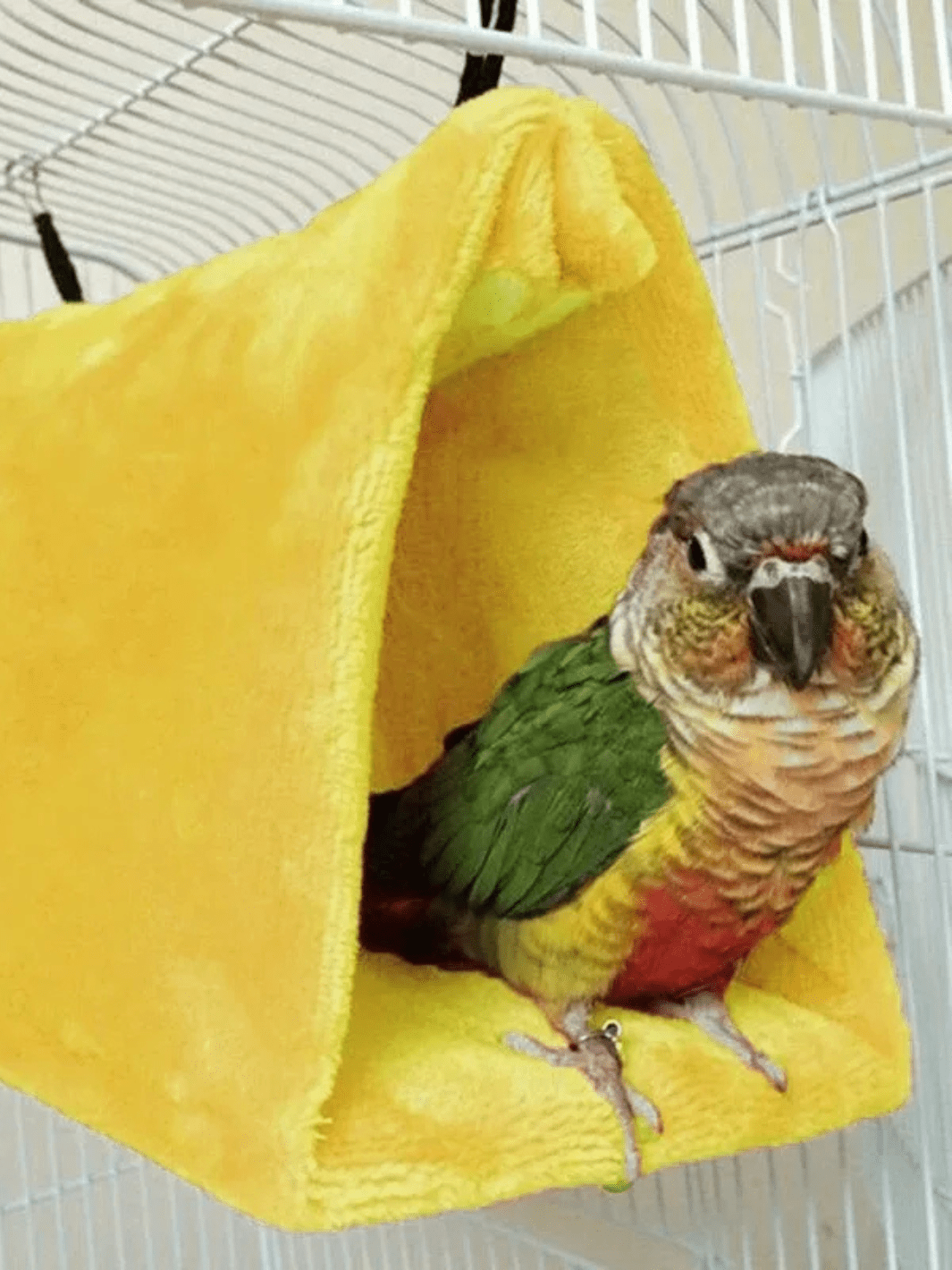 tente pour oiseau
